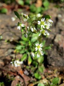 Frühlings-Hungerblümchen (Draba verna) in Hockenheim