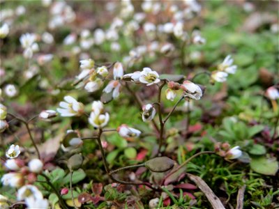 Frühlings-Hungerblümchen (Draba verna) in Hockenheim