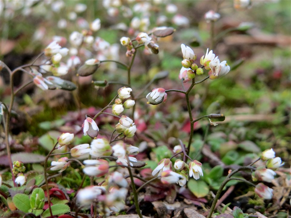 Frühlings-Hungerblümchen (Draba verna) in Hockenheim