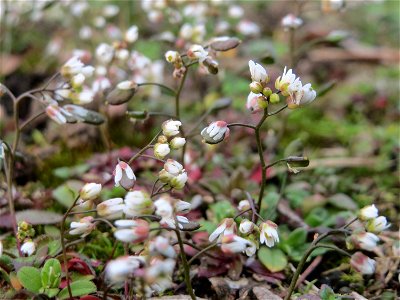 Frühlings-Hungerblümchen (Draba verna) in Hockenheim