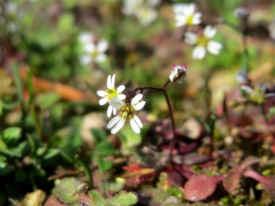 Frühlings-Hungerblümchen (Draba verna) in Hockenheim