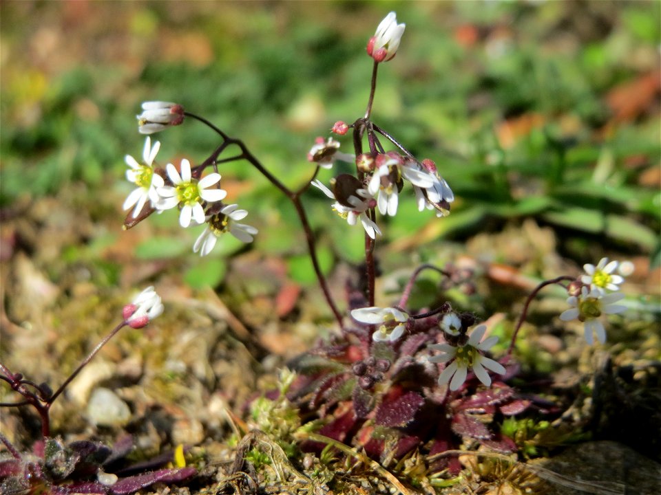 Frühlings-Hungerblümchen (Draba verna) in Hockenheim