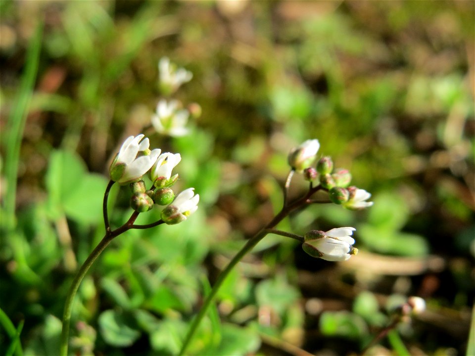 Frühlings-Hungerblümchen (Draba verna) in der Schwetzinger Hardt