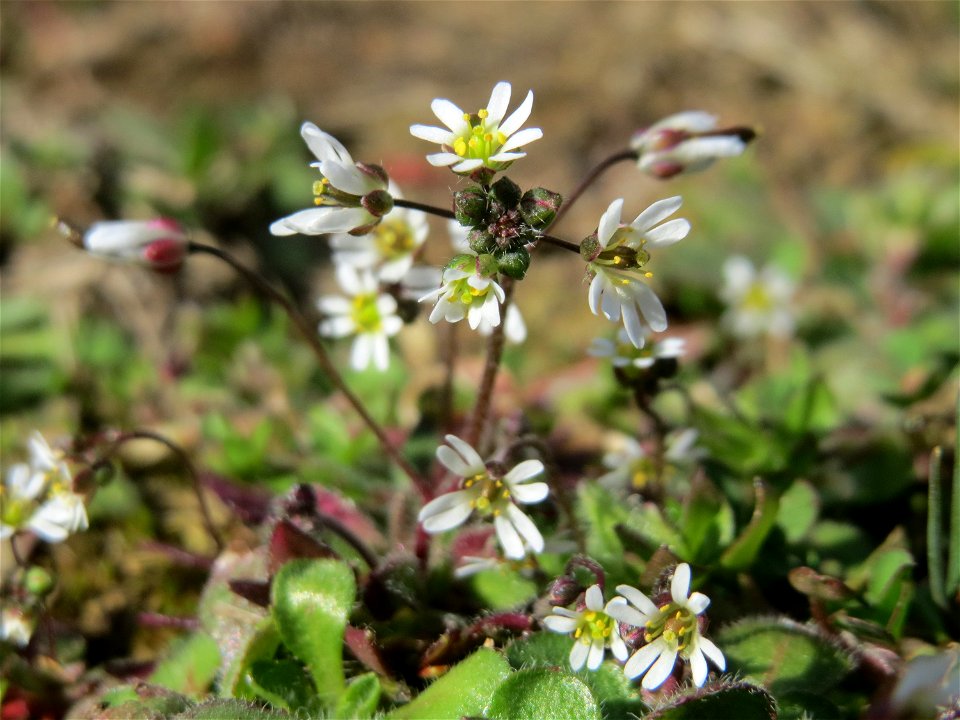 Frühlings-Hungerblümchen (Draba verna) in Hockenheim