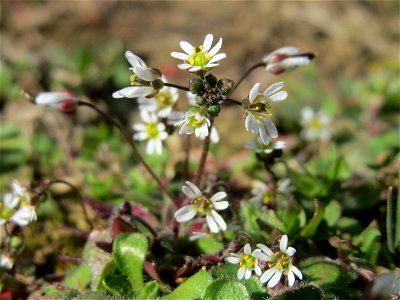 Frühlings-Hungerblümchen (Draba verna) in Hockenheim