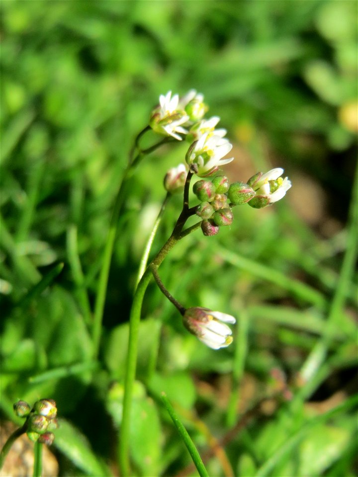 Frühlings-Hungerblümchen (Draba verna) in der Schwetzinger Hardt