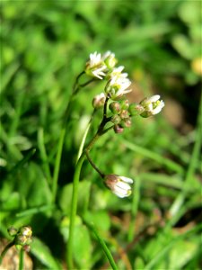 Frühlings-Hungerblümchen (Draba verna) in der Schwetzinger Hardt
