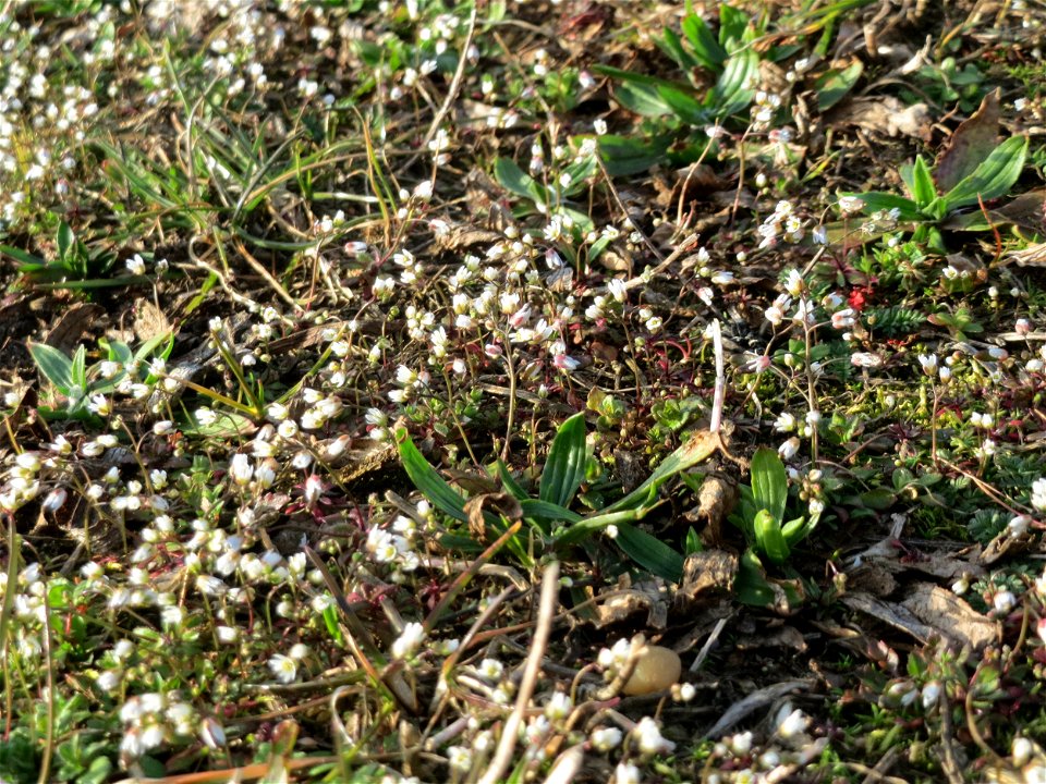 Frühlings-Hungerblümchen (Draba verna) in Hockenheim