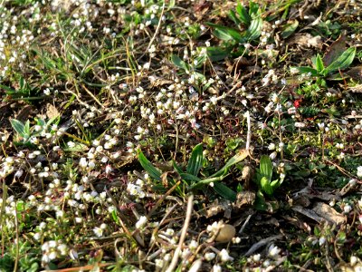 Frühlings-Hungerblümchen (Draba verna) in Hockenheim