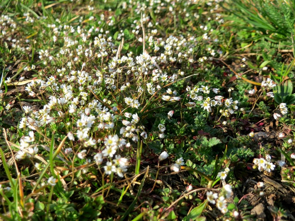 Frühlings-Hungerblümchen (Draba verna) in Hockenheim - auf Sand-Trockenrasen bildet es im Frühling einen weißen Flaum-Teppich