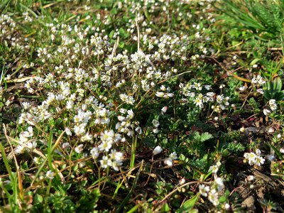 Frühlings-Hungerblümchen (Draba verna) in Hockenheim - auf Sand-Trockenrasen bildet es im Frühling einen weißen Flaum-Teppich