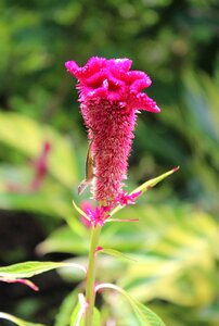 Nature reptile garden