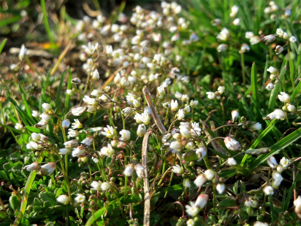 Frühlings-Hungerblümchen (Draba verna) in Hockenheim - auf Sand-Trockenrasen bildet es im Frühling einen weißen Flaum-Teppich