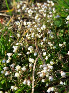 Frühlings-Hungerblümchen (Draba verna) in Hockenheim - auf Sand-Trockenrasen bildet es im Frühling einen weißen Flaum-Teppich