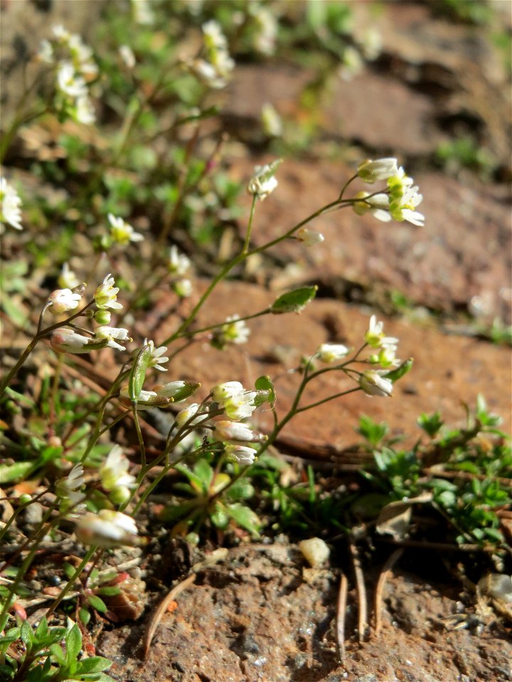Frühlings-Hungerblümchen (Draba verna) in Hockenheim