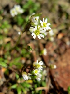 Frühlings-Hungerblümchen (Draba verna) in Hockenheim