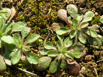 Grundblätter vom Frühlings-Hungerblümchen (Draba verna) in Hockenheim