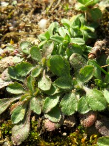 Grundblätter vom Frühlings-Hungerblümchen (Draba verna) in Hockenheim