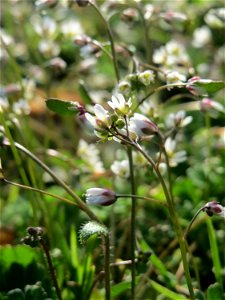 Frühlings-Hungerblümchen (Draba verna) im Landesgartenschaupark Hockenheim - gegenwärtig bildet es weiße Flaumteppiche aus
