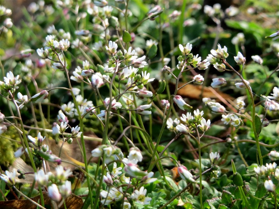 Frühlings-Hungerblümchen (Draba verna) im Landesgartenschaupark Hockenheim - gegenwärtig bildet es weiße Flaumteppiche aus