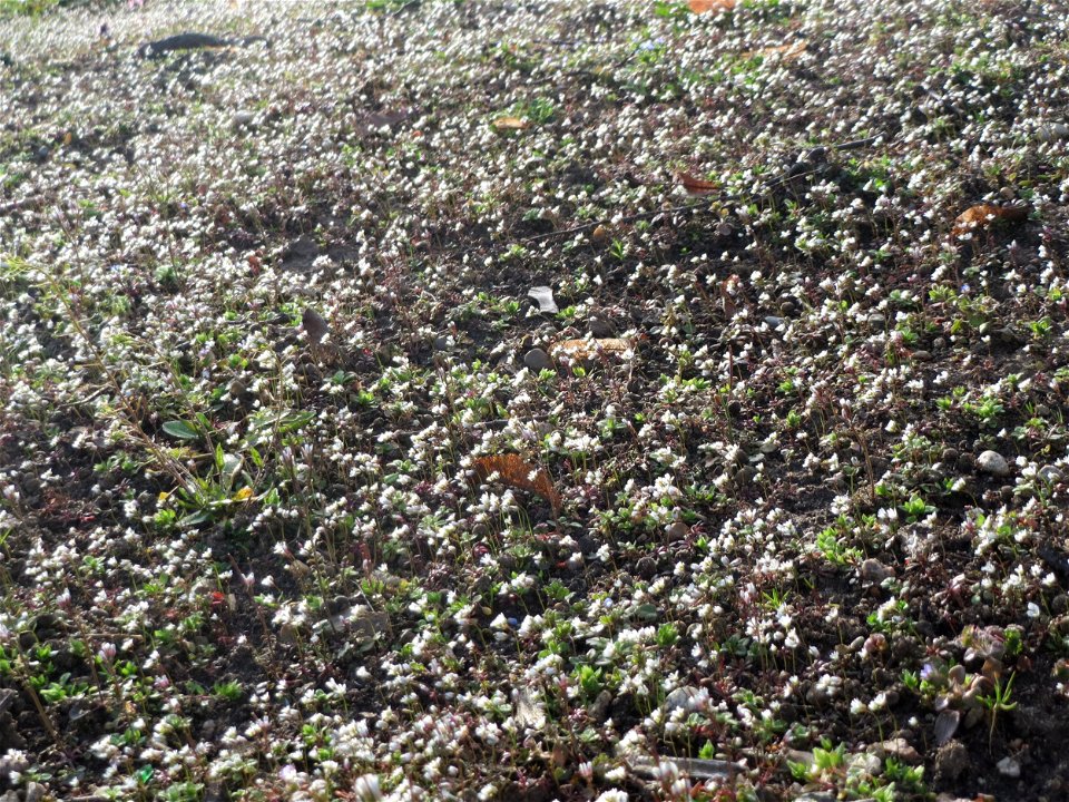 Frühlings-Hungerblümchen (Draba verna) im Landesgartenschaupark Hockenheim - gegenwärtig bildet es weiße Flaumteppiche aus