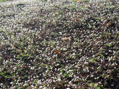 Frühlings-Hungerblümchen (Draba verna) im Landesgartenschaupark Hockenheim - gegenwärtig bildet es weiße Flaumteppiche aus