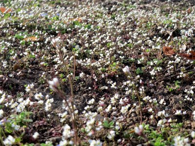 Frühlings-Hungerblümchen (Draba verna) im Landesgartenschaupark Hockenheim - gegenwärtig bildet es weiße Flaumteppiche aus