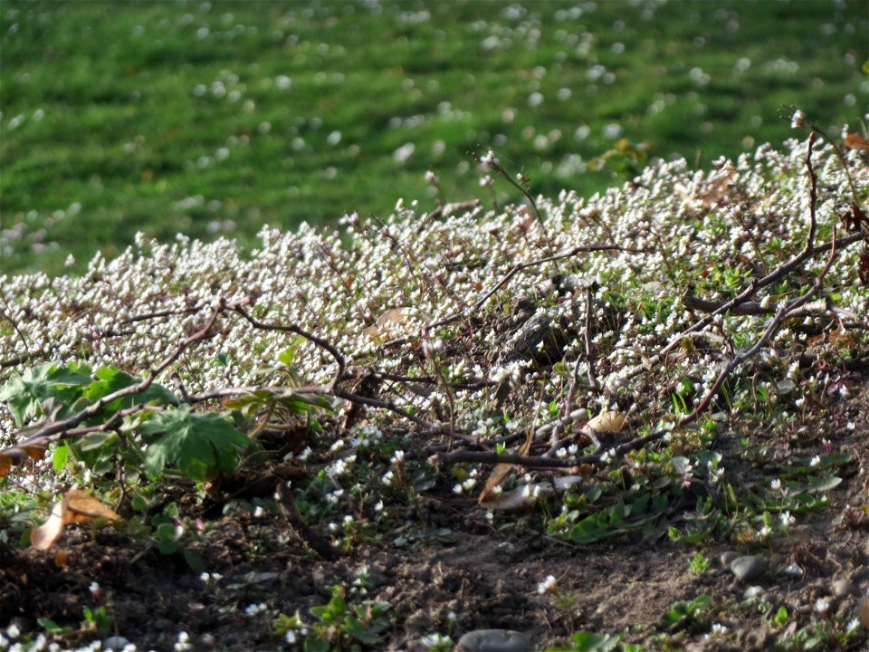 Frühlings-Hungerblümchen (Draba verna) im Landesgartenschaupark Hockenheim - gegenwärtig bildet es weiße Flaumteppiche aus