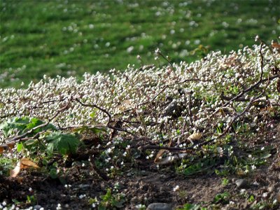 Frühlings-Hungerblümchen (Draba verna) im Landesgartenschaupark Hockenheim - gegenwärtig bildet es weiße Flaumteppiche aus