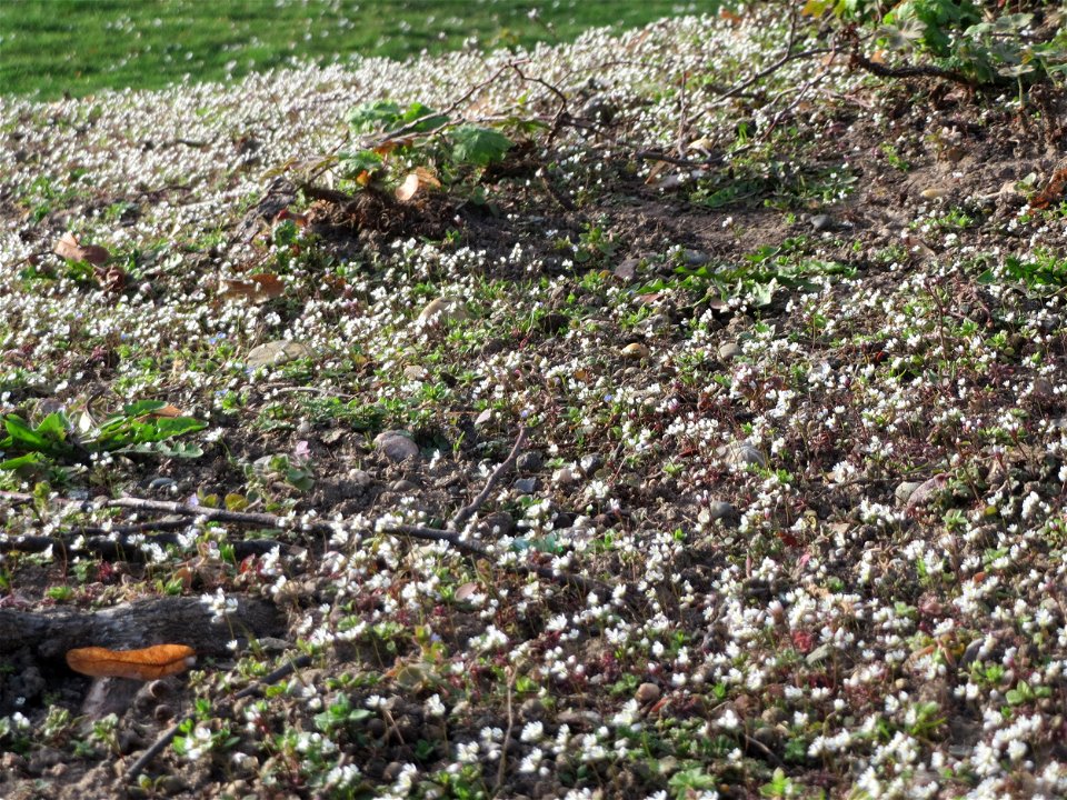 Frühlings-Hungerblümchen (Draba verna) im Landesgartenschaupark Hockenheim - gegenwärtig bildet es weiße Flaumteppiche aus
