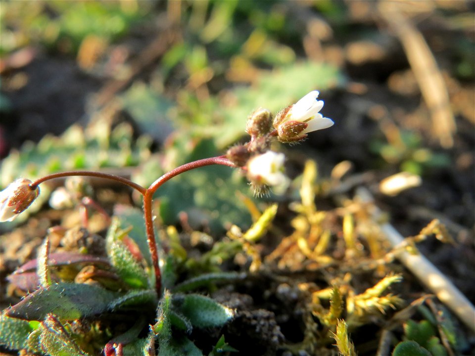 Frühlings-Hungerblümchen (Draba verna) in Hockenheim