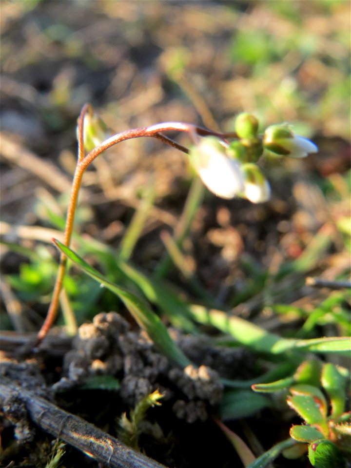 Frühlings-Hungerblümchen (Draba verna) in Hockenheim