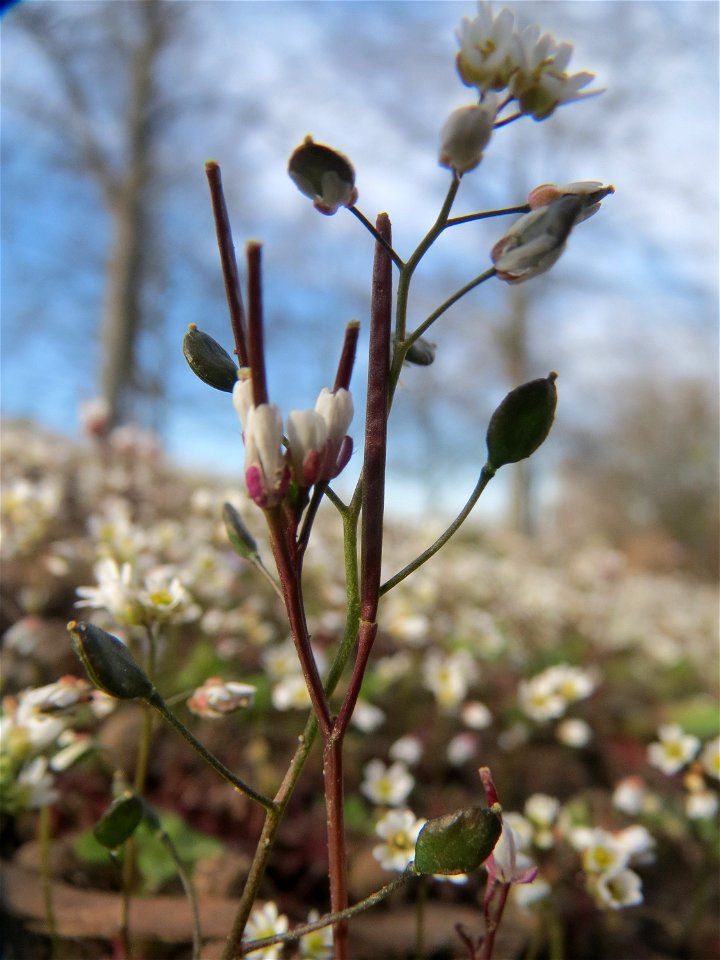 Frühlings-Hungerblümchen (Draba verna) im Landesgartenschaupark Hockenheim