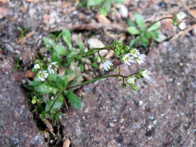 Frühlings-Hungerblümchen (Draba verna) in Hockenheim