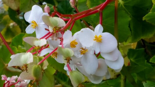 Tropical flora flower