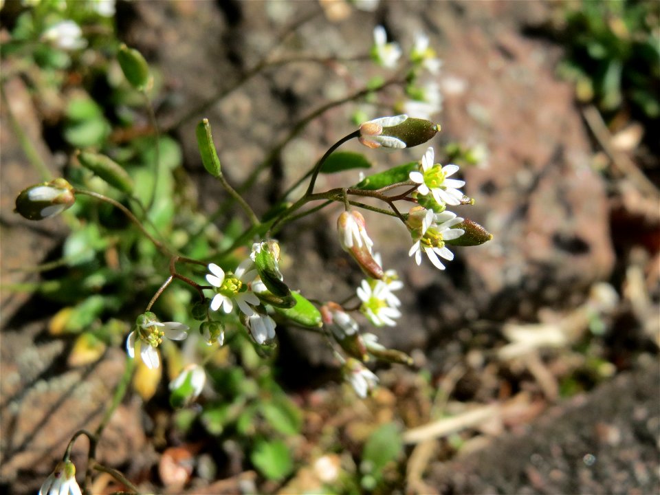 Ritzen-Botanik: Frühlings-Hungerblümchen (Draba verna) in Hockenheim
