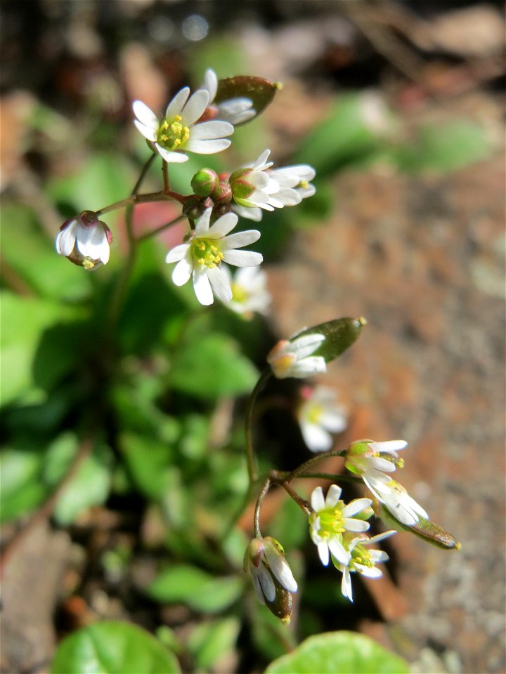 Ritzen-Botanik: Frühlings-Hungerblümchen (Draba verna) in Hockenheim