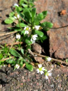 Ritzen-Botanik: Frühlings-Hungerblümchen (Draba verna) in Hockenheim