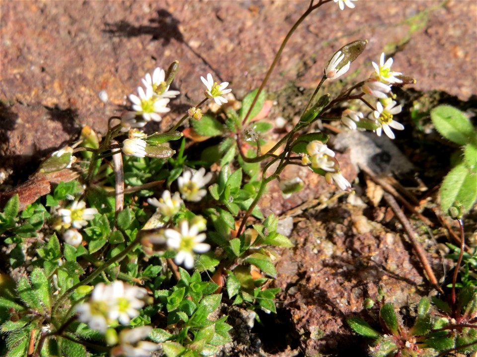 Ritzen-Botanik: Frühlings-Hungerblümchen (Draba verna) in Hockenheim
