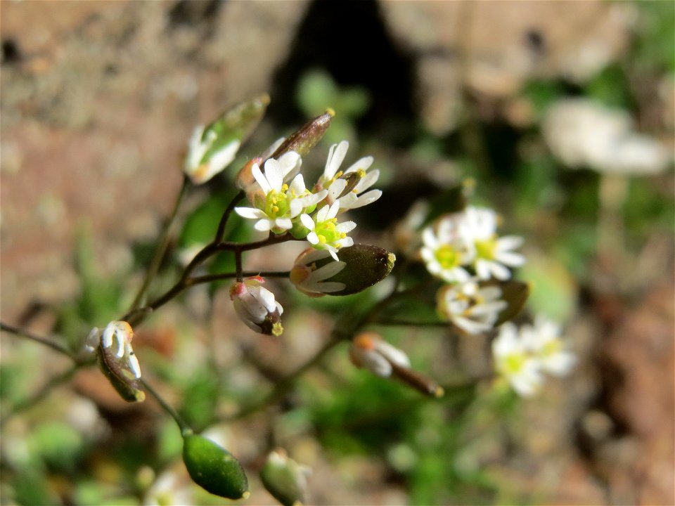 Ritzen-Botanik: Frühlings-Hungerblümchen (Draba verna) in Hockenheim