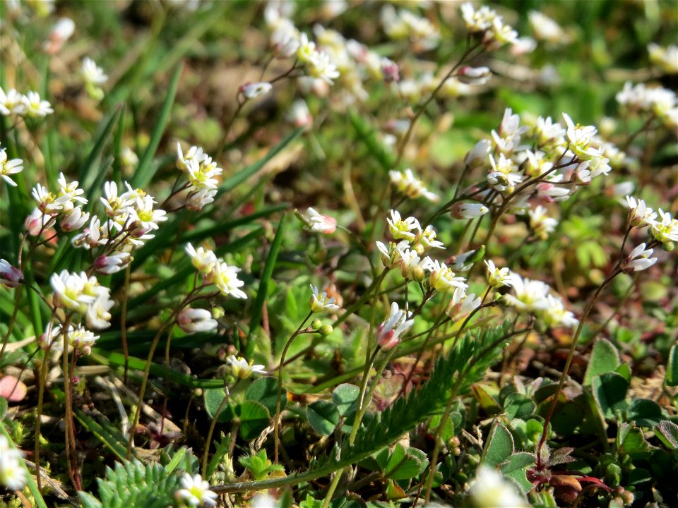 Frühlings-Hungerblümchen (Draba verna) im Gartenschaupark Hockenheim - gegenwärtig bildet es weiße Flaumteppiche aus