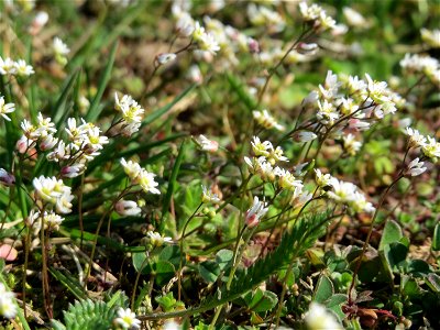 Frühlings-Hungerblümchen (Draba verna) im Gartenschaupark Hockenheim - gegenwärtig bildet es weiße Flaumteppiche aus