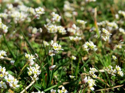 Frühlings-Hungerblümchen (Draba verna) im Landesgartenschaupark Hockenheim - gegenwärtig bildet es weiße Flaumteppiche aus