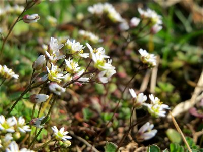 Frühlings-Hungerblümchen (Draba verna) im Landesgartenschaupark Hockenheim - gegenwärtig bildet es weiße Flaumteppiche aus