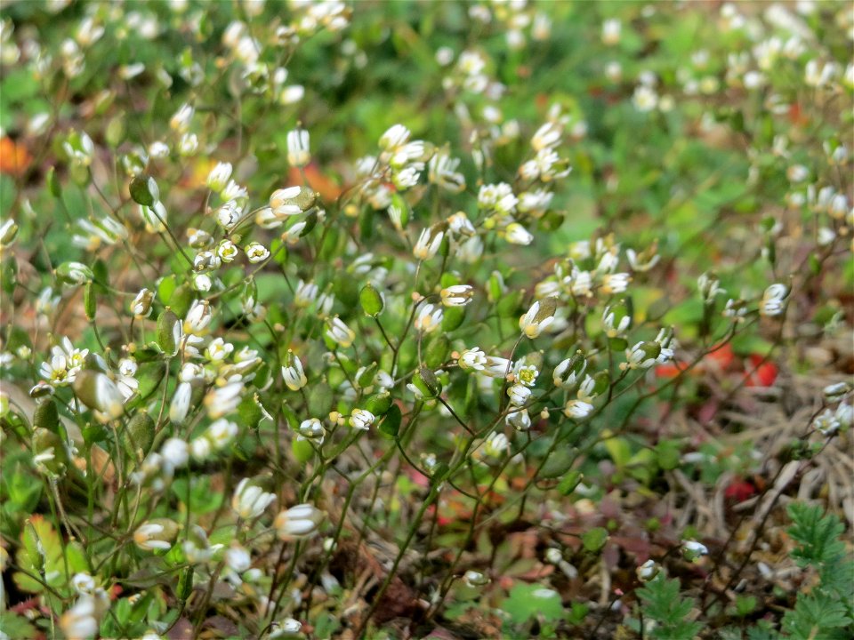 Frühlings-Hungerblümchen (Draba verna) in Hockenheim - auf Sand-Trockenrasen bildet es im Frühling einen weißen Flaum-Teppich