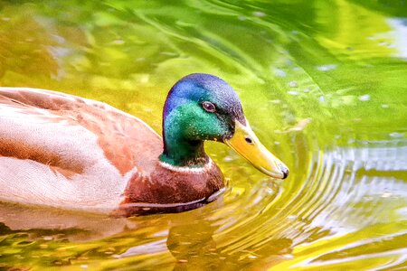 Water bird bill swim photo