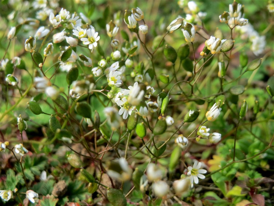 Frühlings-Hungerblümchen (Draba verna) in Hockenheim - auf Sand-Trockenrasen bildet es im Frühling einen weißen Flaum-Teppich