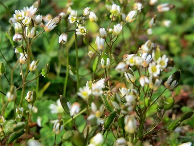 Frühlings-Hungerblümchen (Draba verna) in Hockenheim - auf Sand-Trockenrasen bildet es im Frühling einen weißen Flaum-Teppich