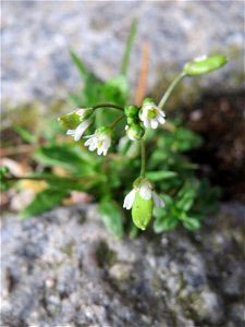 Frühlings-Hungerblümchen (Draba verna) in Hockenheim