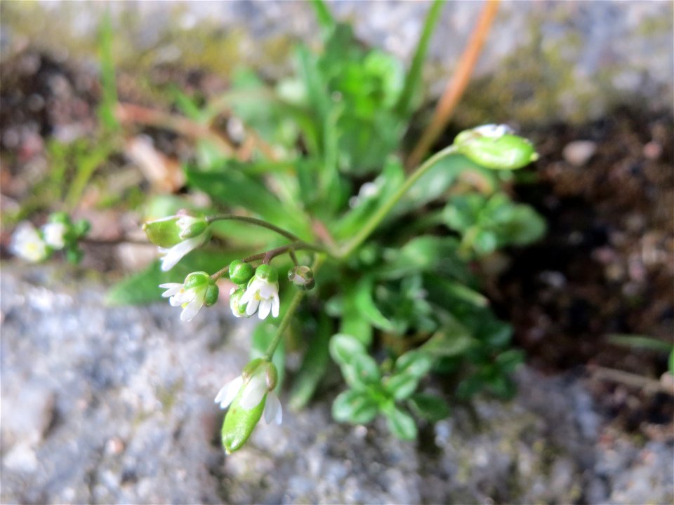 Frühlings-Hungerblümchen (Draba verna) in Hockenheim